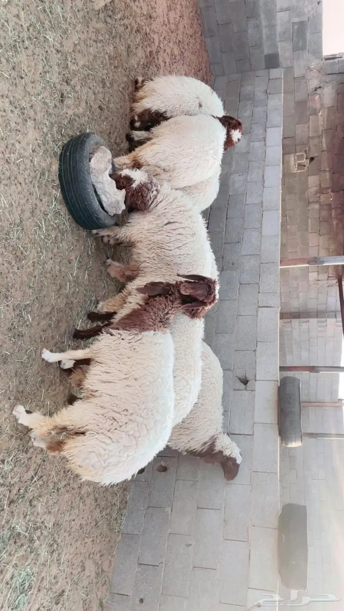 للبيع جذعات نعيم مقاني طيبة 0