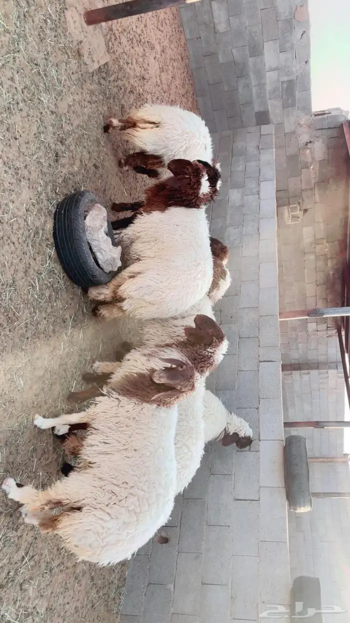 للبيع جذعات نعيم مقاني طيبة 1