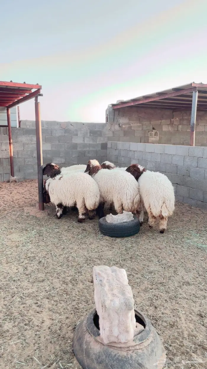 للبيع جذعات نعيم مقاني طيبة 3