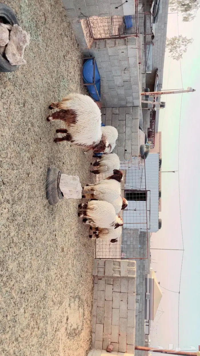 للبيع جذعات نعيم مقاني طيبة 5