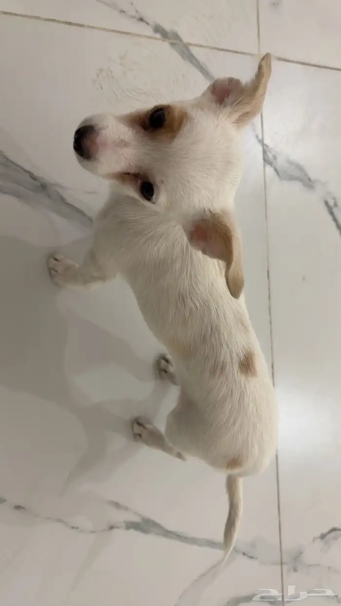 كلب يوركي و شواوا للتبني 1