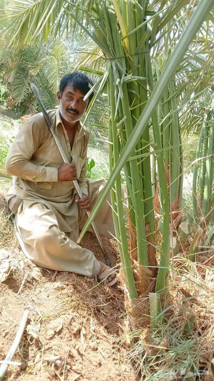 نخل للبيع فسايل وجثايث عربي وواشنطني زينه جده ومكه المكرمه و 0