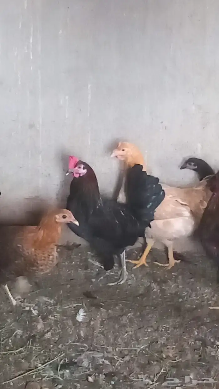 دجاج بلدي وديوك 5
