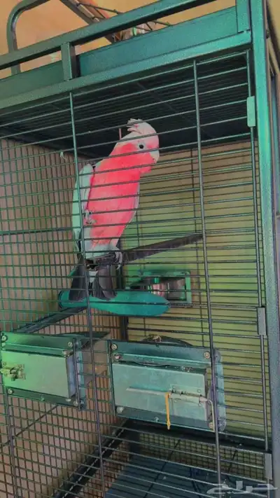 ببغاء جالا كوكاتو بالقفص للبيع علي السوم index