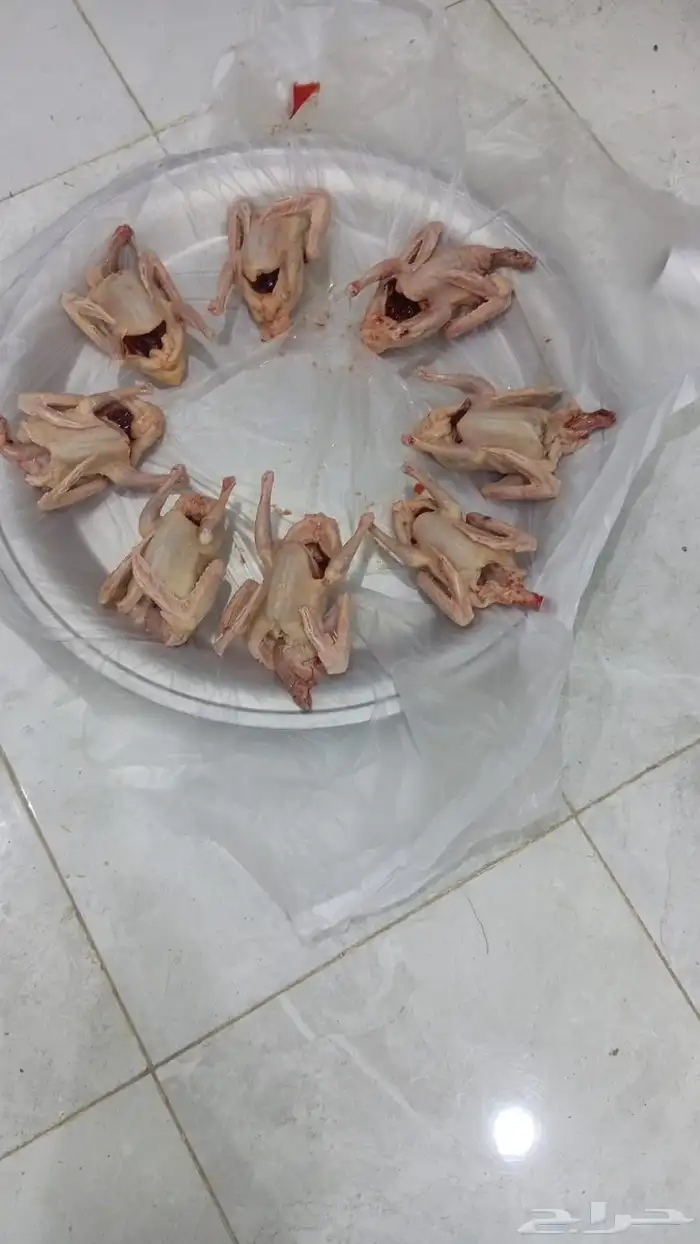 زغاليل فرنسي 0