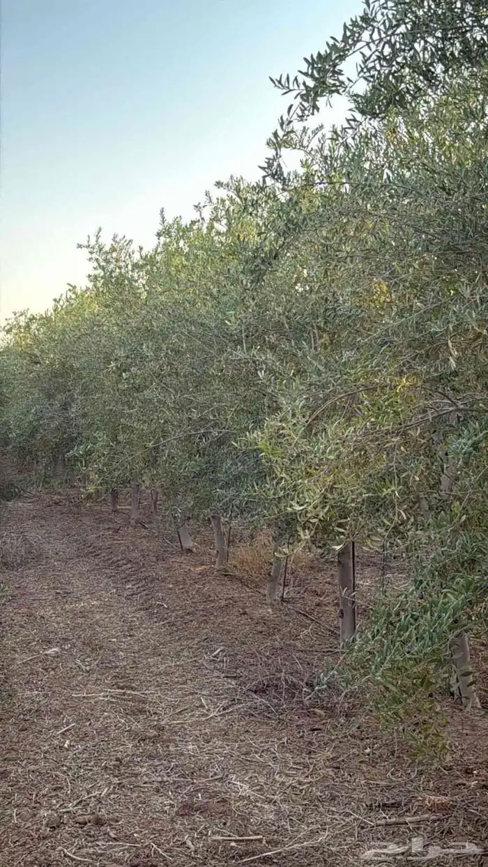 البيع شجار زيتون 7