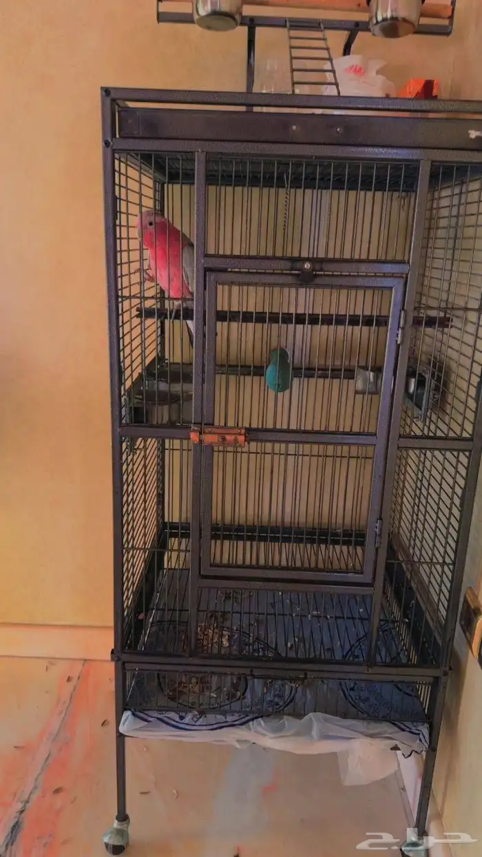 ببغاء جالا كوكاتو بالقفص للبيع علي السوم 1