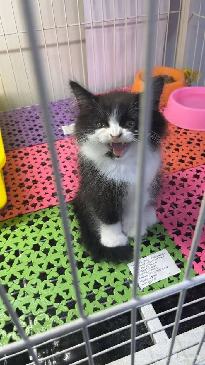 قطه شيرازي عمر شهرين ونص للبيع 0