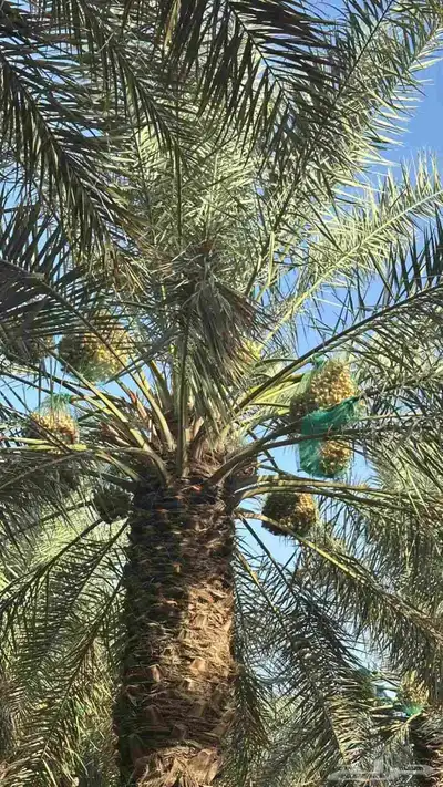 نخيل المجمعه index