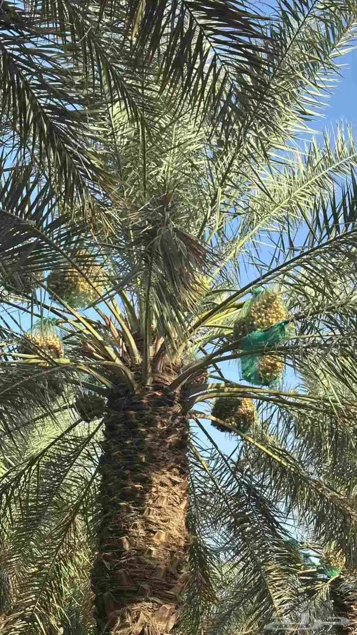 نخيل المجمعه 6