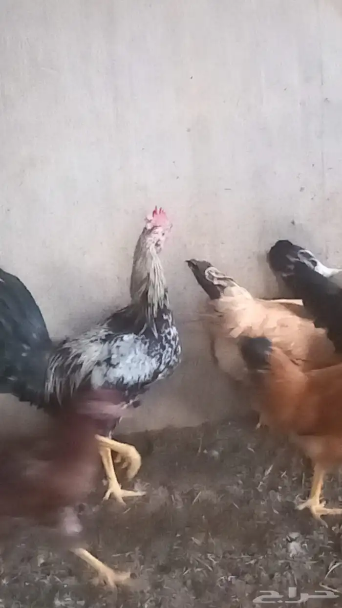 دجاج بلدي وديوك 1