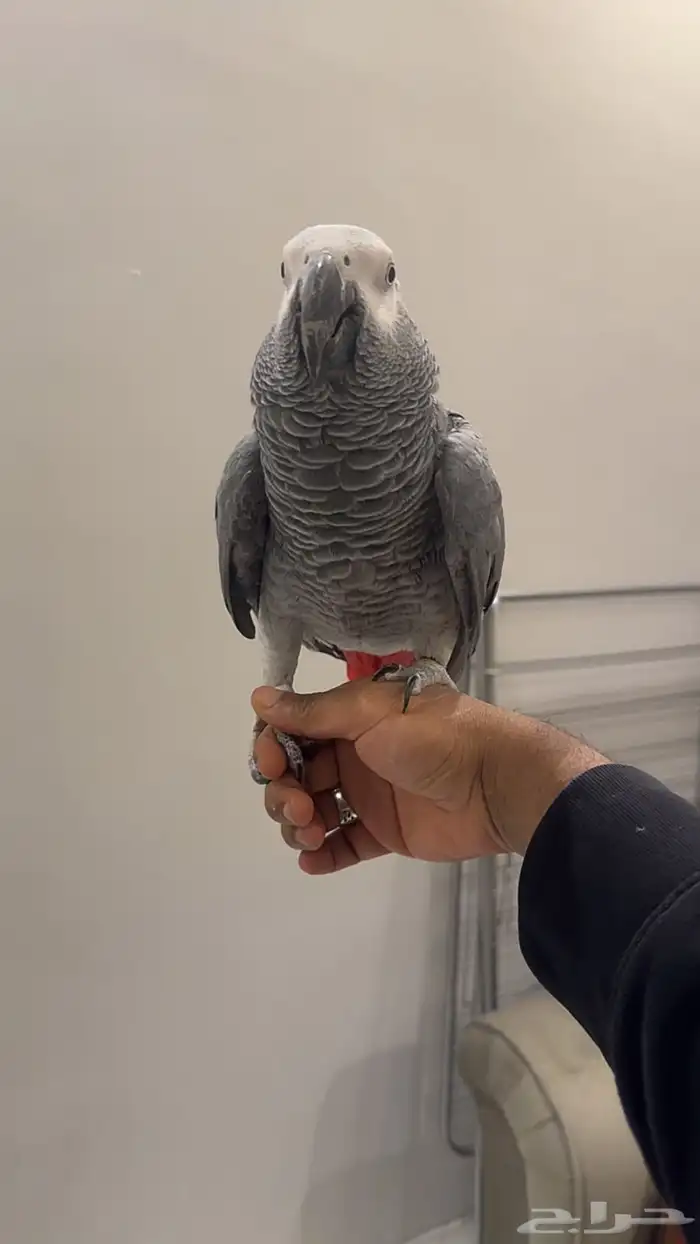 كاسكو متكلم جرىء 3