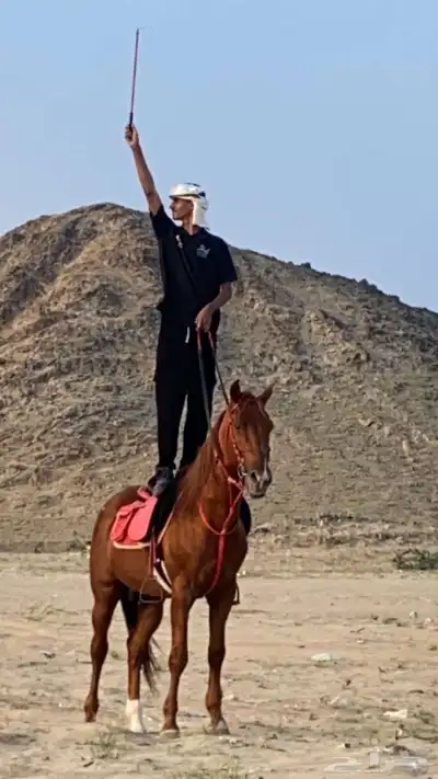 حصان إنجليزي ثيوربيد index