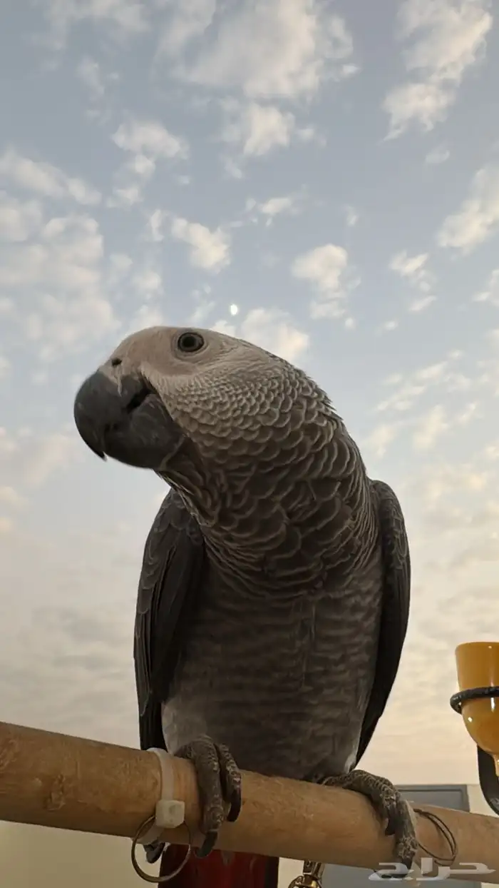 طير كاسكو افريقي 1