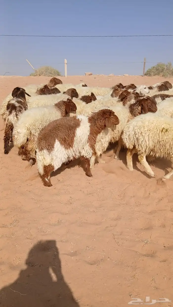 للبيع رخال 2