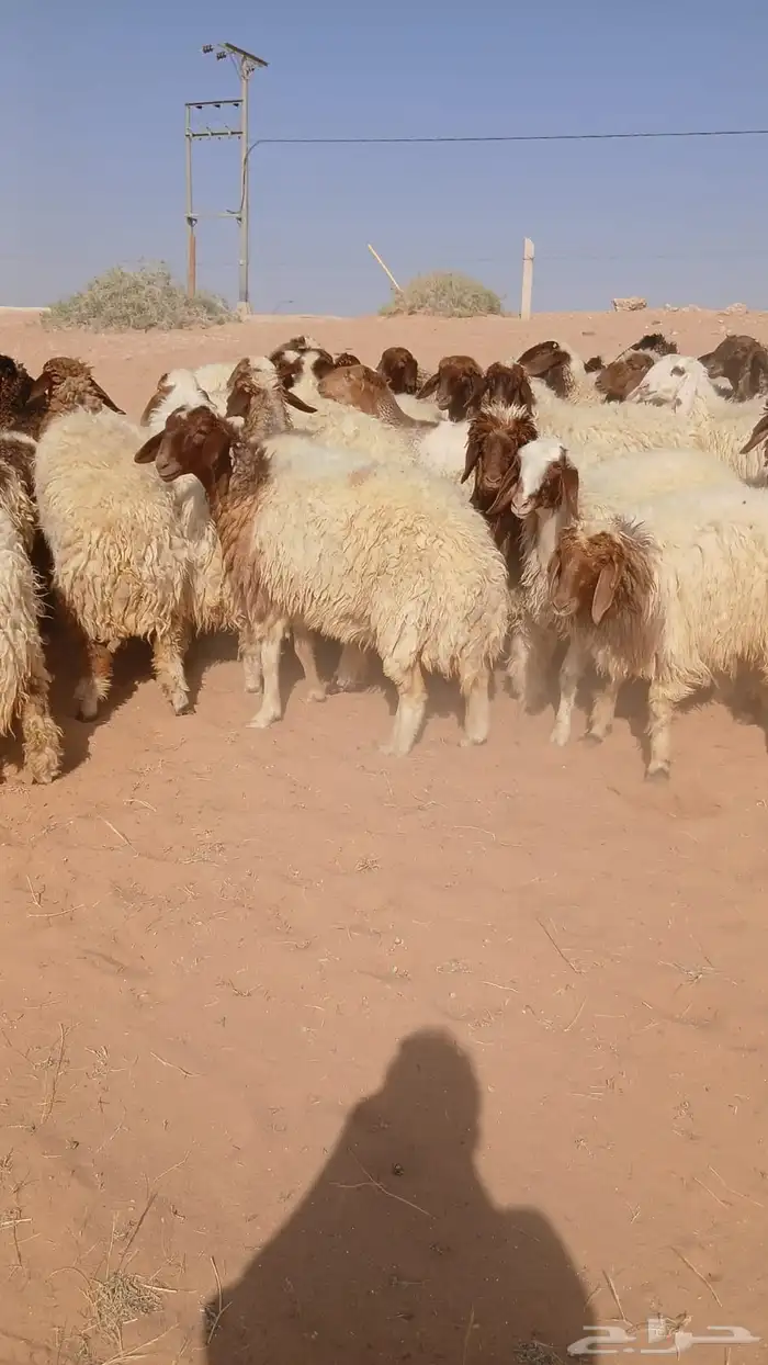 للبيع رخال 0