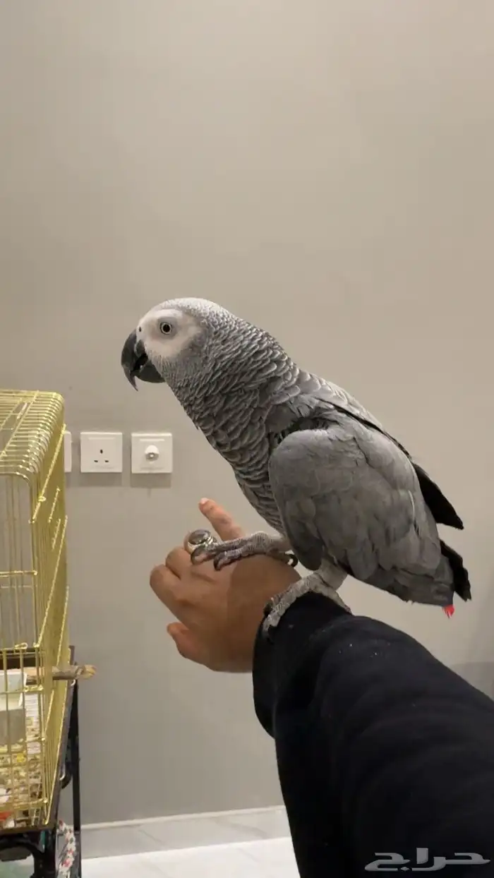 كاسكو متكلم جرىء 5