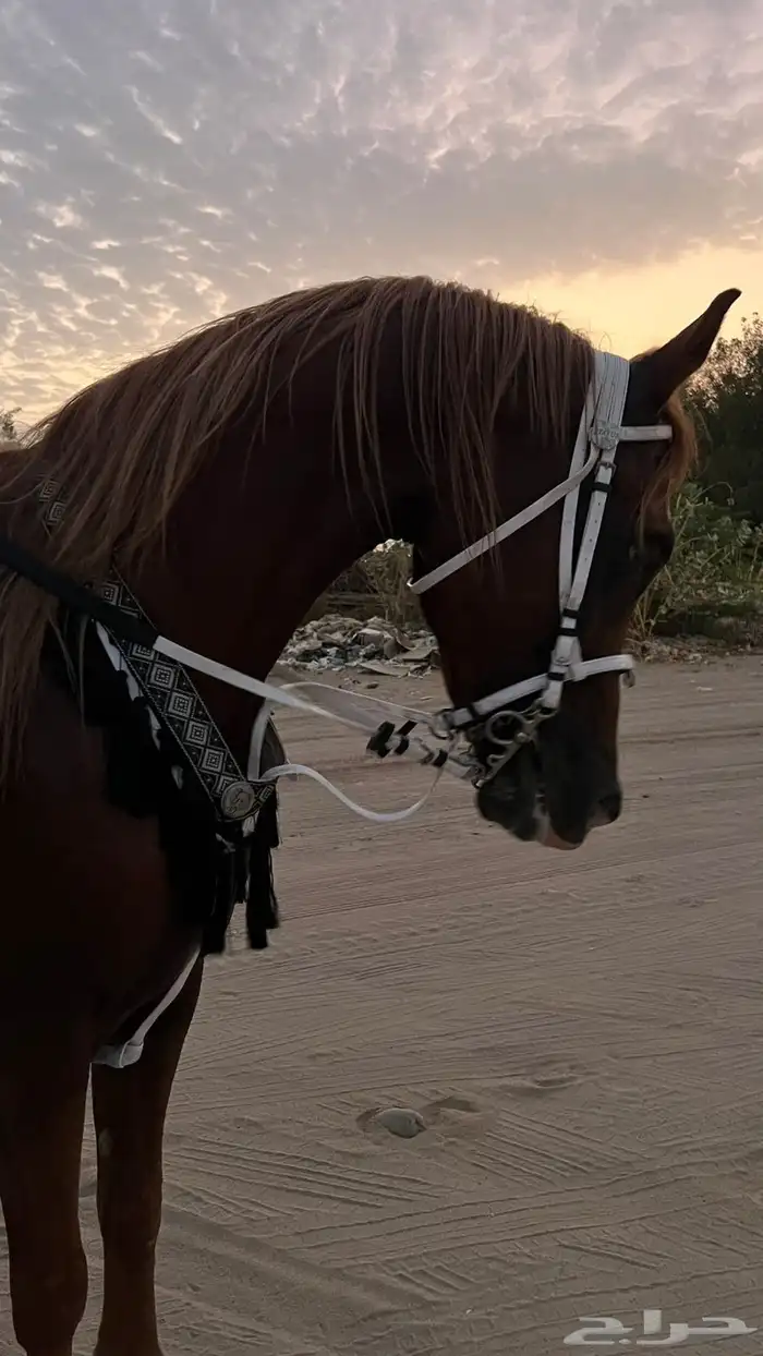 حصان للبيع 3