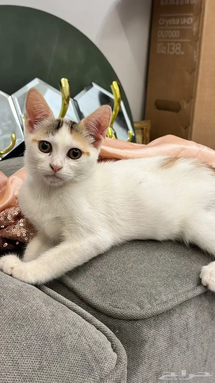 قطط للتبني 7