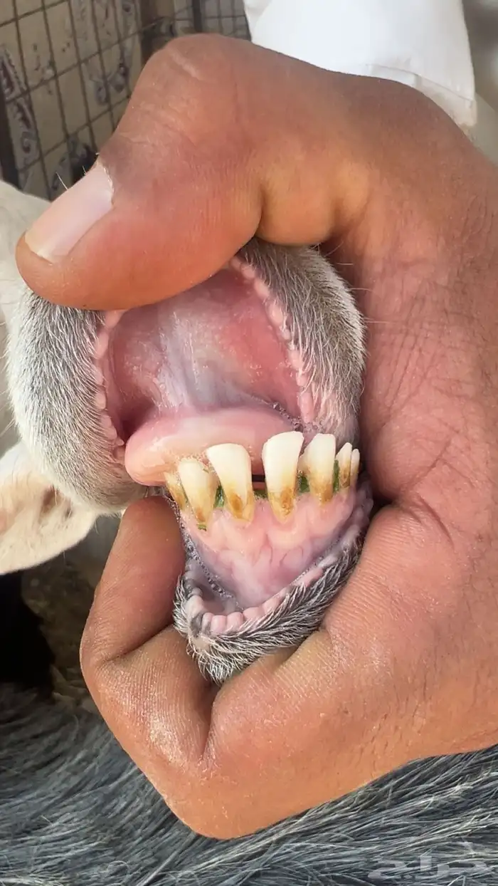 رخال حرش مضاريع تم البيع 2