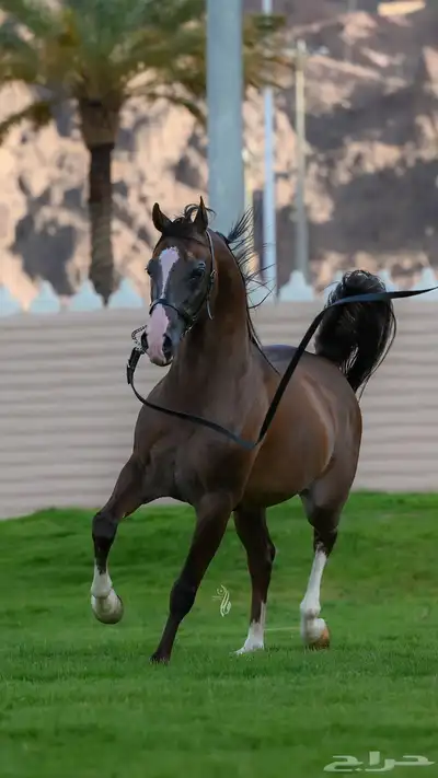 مهر واهو شيخخ index