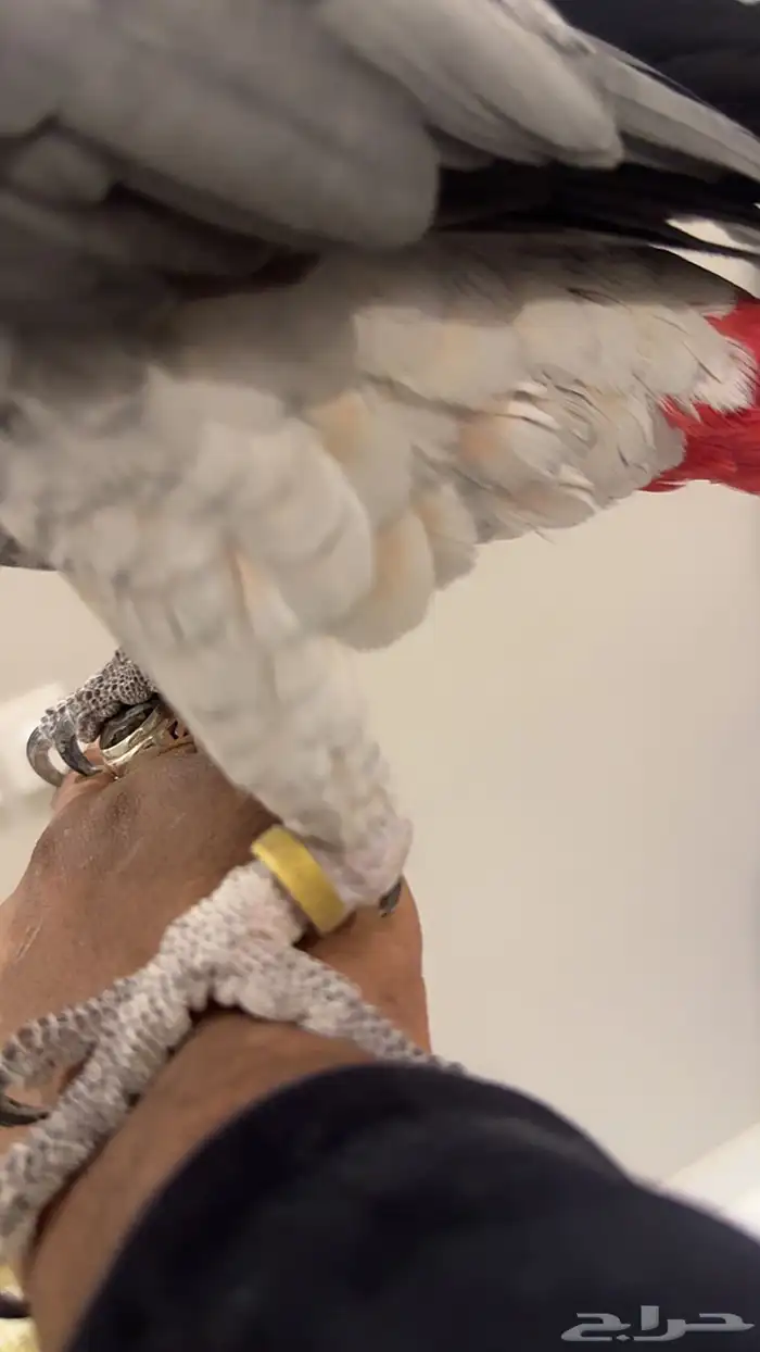 كاسكو متكلم جرىء 8