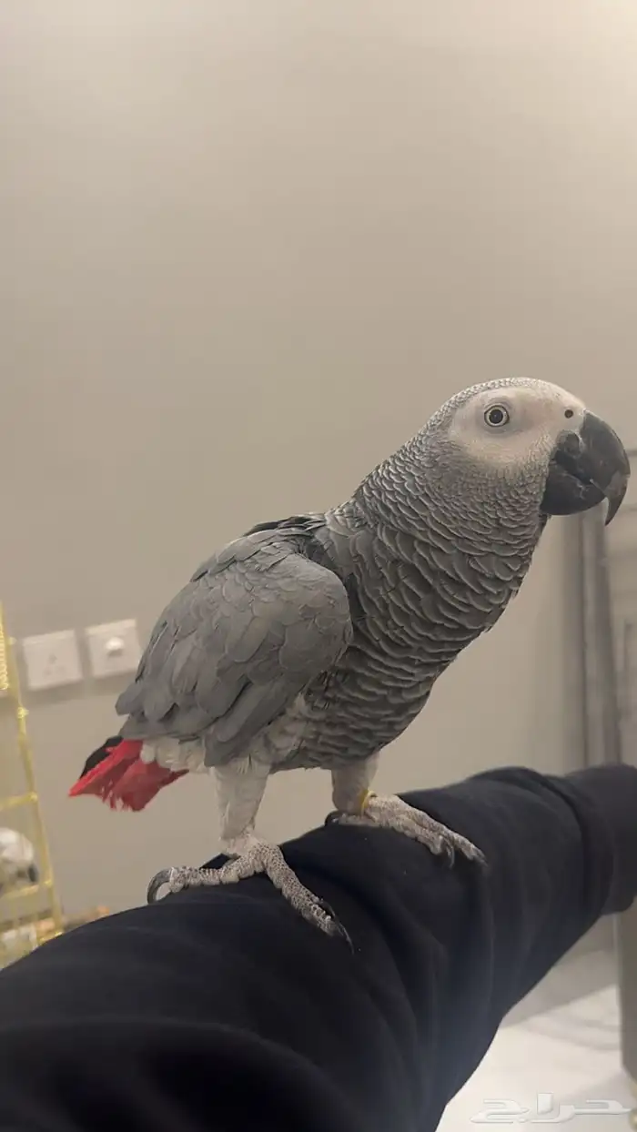 كاسكو متكلم جرىء 0