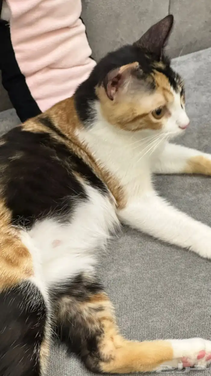 قطط للتبني 15