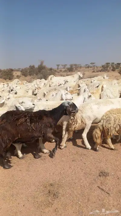 ضان حريات مقنوي طيبه index