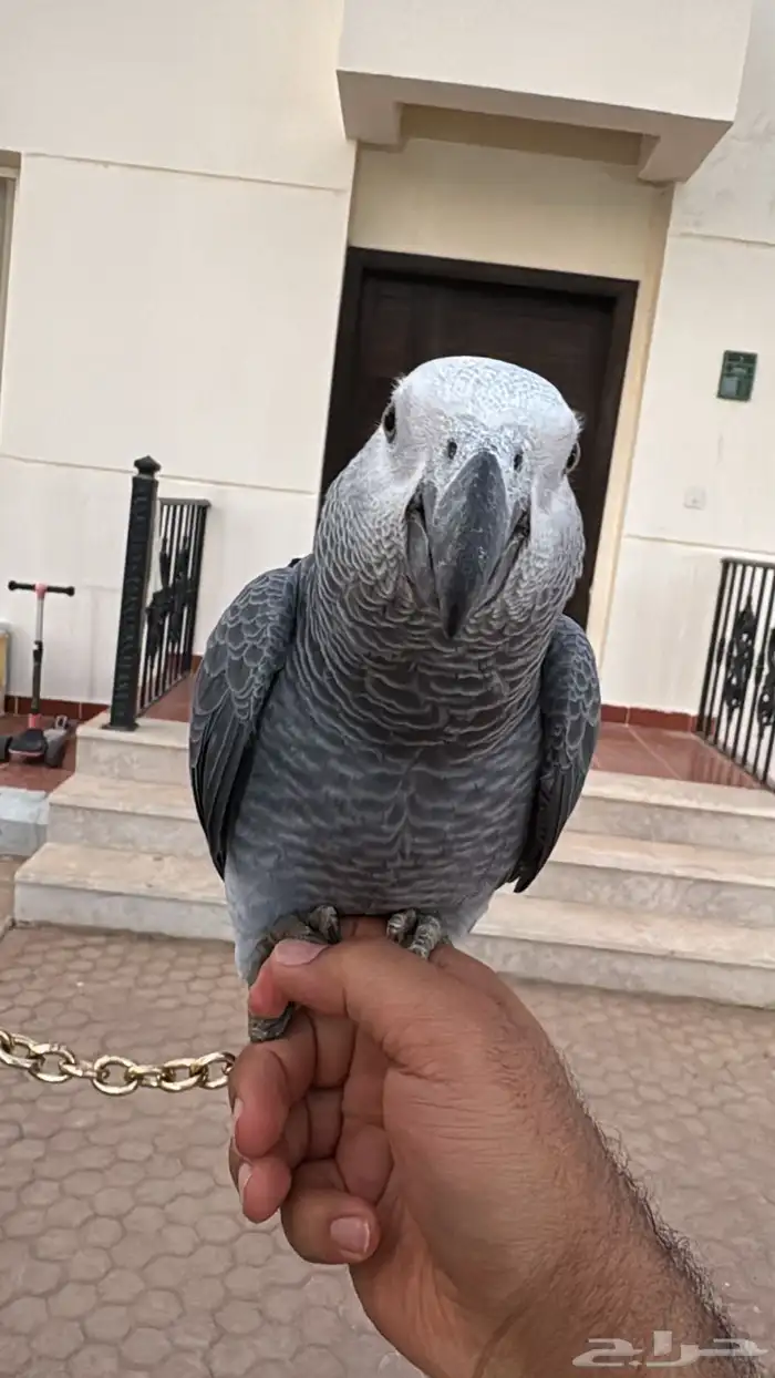 طير كاسكو افريقي 3