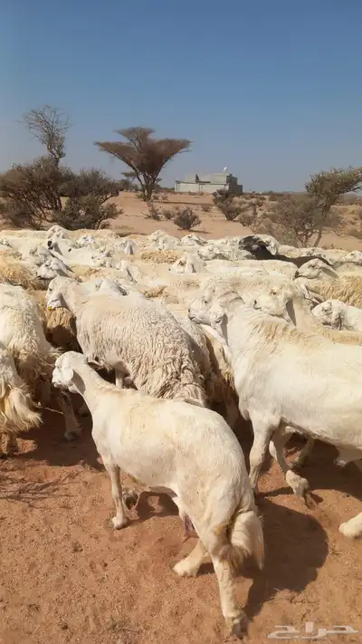 ضان حريات مقنوي طيبه index