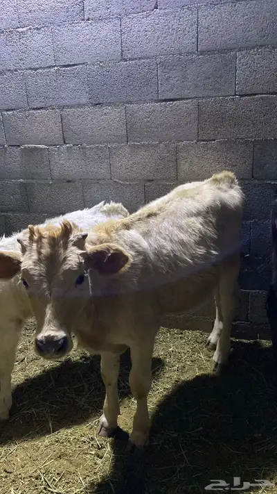 ثور للبيع index