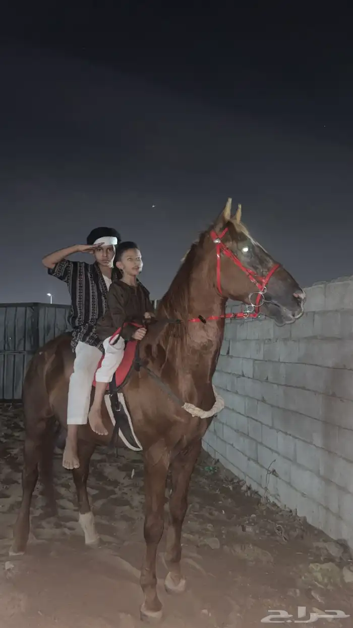 حصان إنجليزي ثيوربيد 0