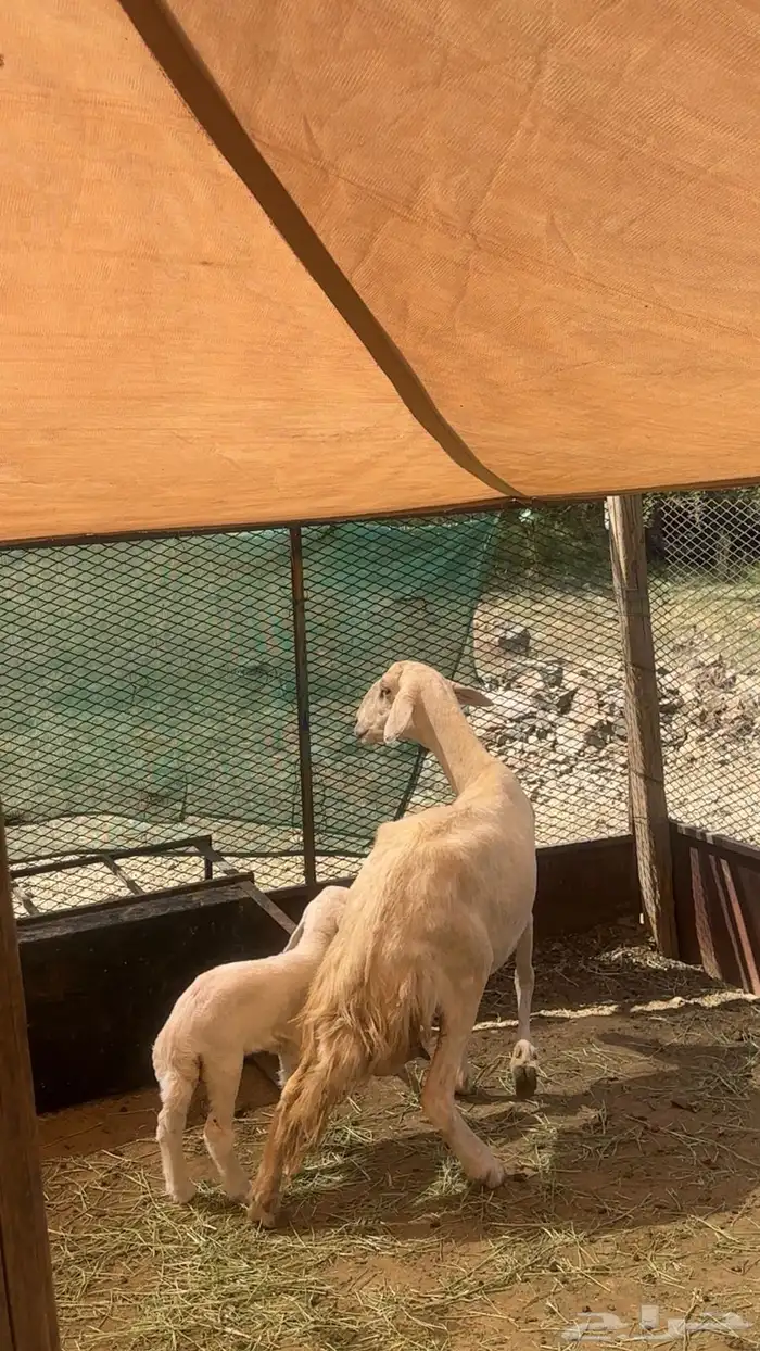 ضان مقاني حرش صنف الصنف للبيع 36