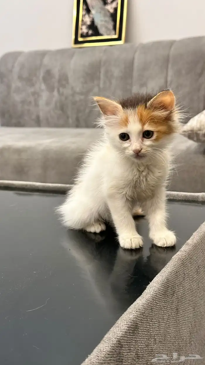 قطط للتبني 10