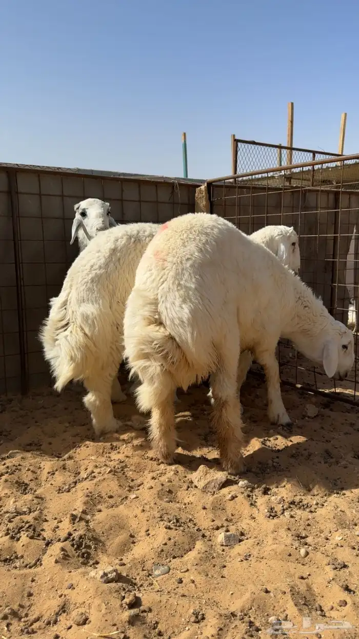 ذبايح نعيم   تابي و تمارا 12