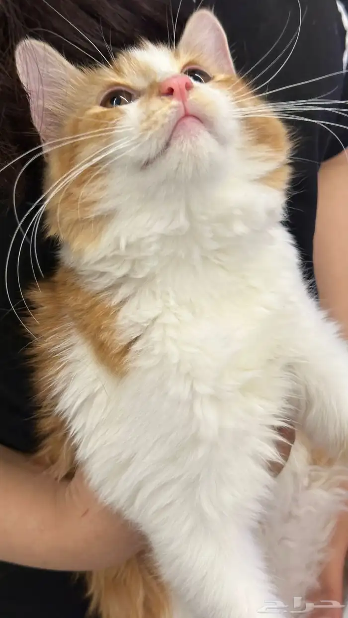 قطط للتبني 21