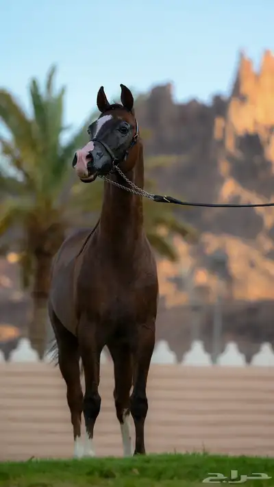 مهر واهو شيخخ index