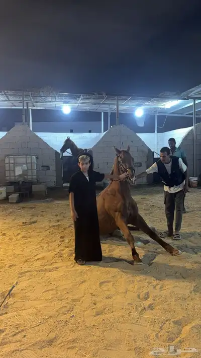 حصان إنجليزي ثيوربيد index