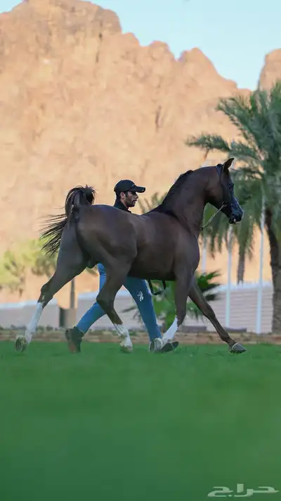 مهر واهو شيخخ index