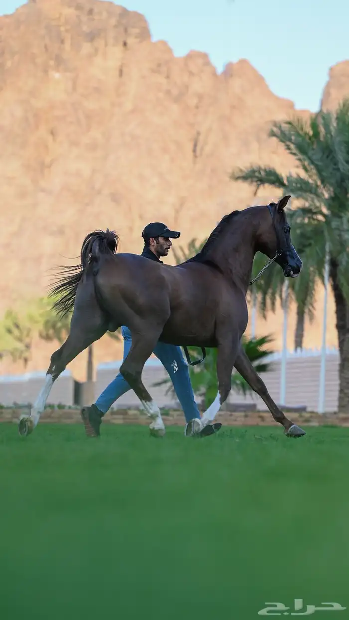 مهر واهو شيخخ 3