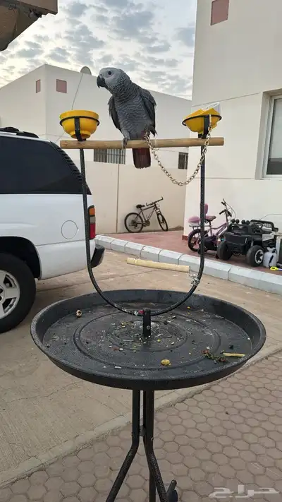 طير كاسكو افريقي index