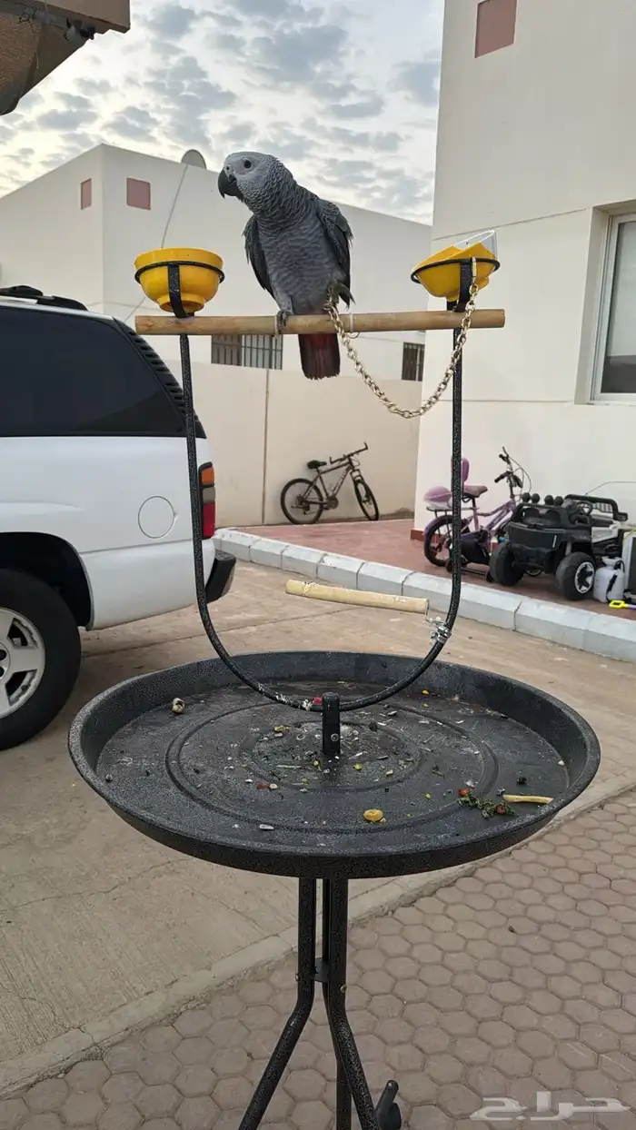 طير كاسكو افريقي 4