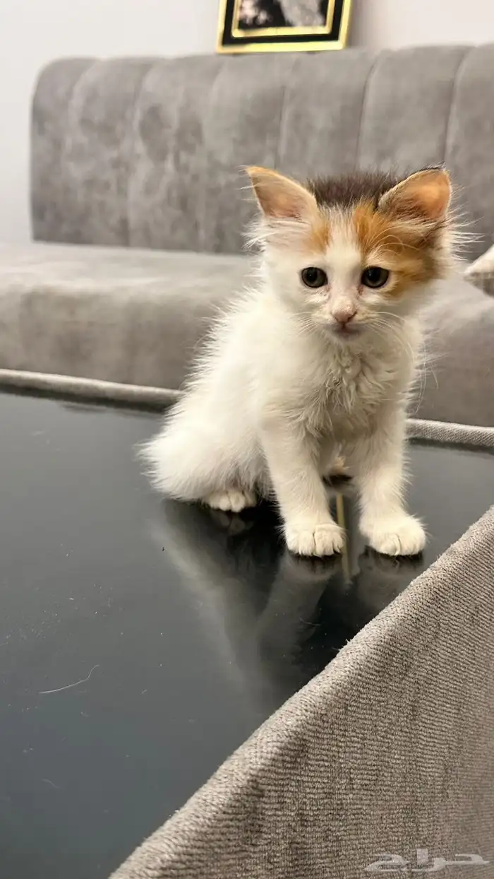 قطط للتبني 8