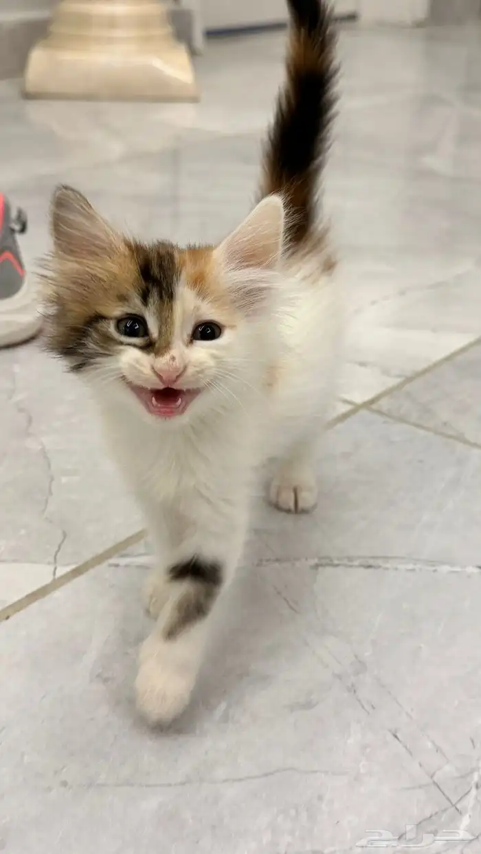 قطط للتبني 14