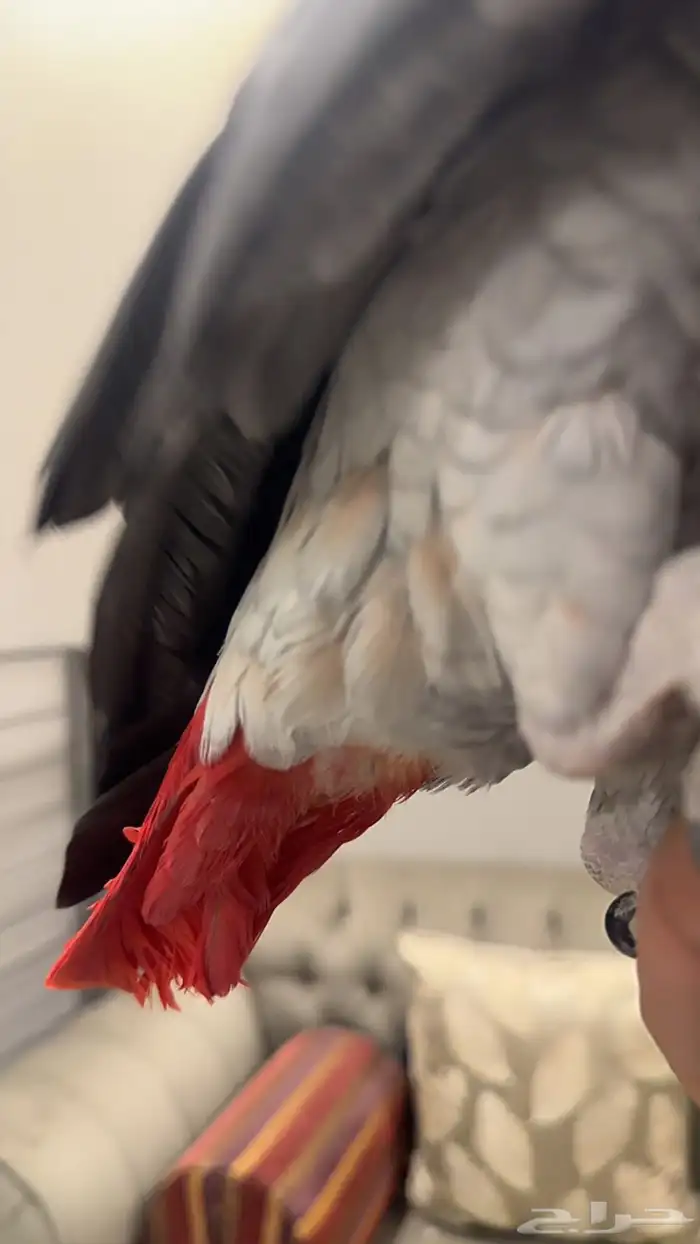 كاسكو متكلم جرىء 7