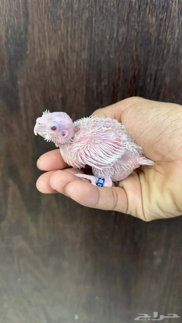 فرخ كروان البينو 0