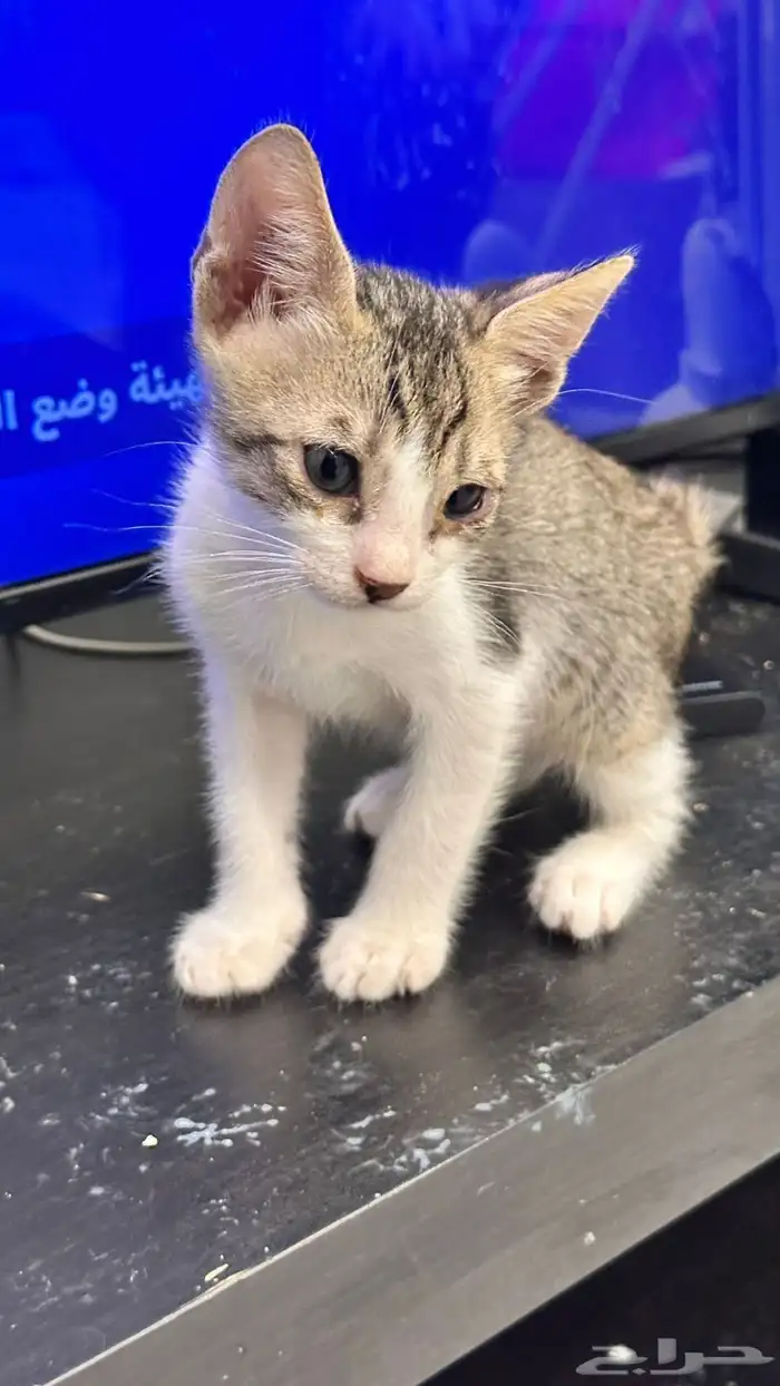 قطط للتبني 20