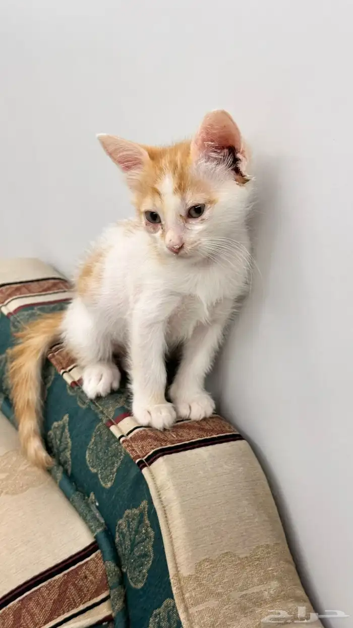 قطط للتبني 24