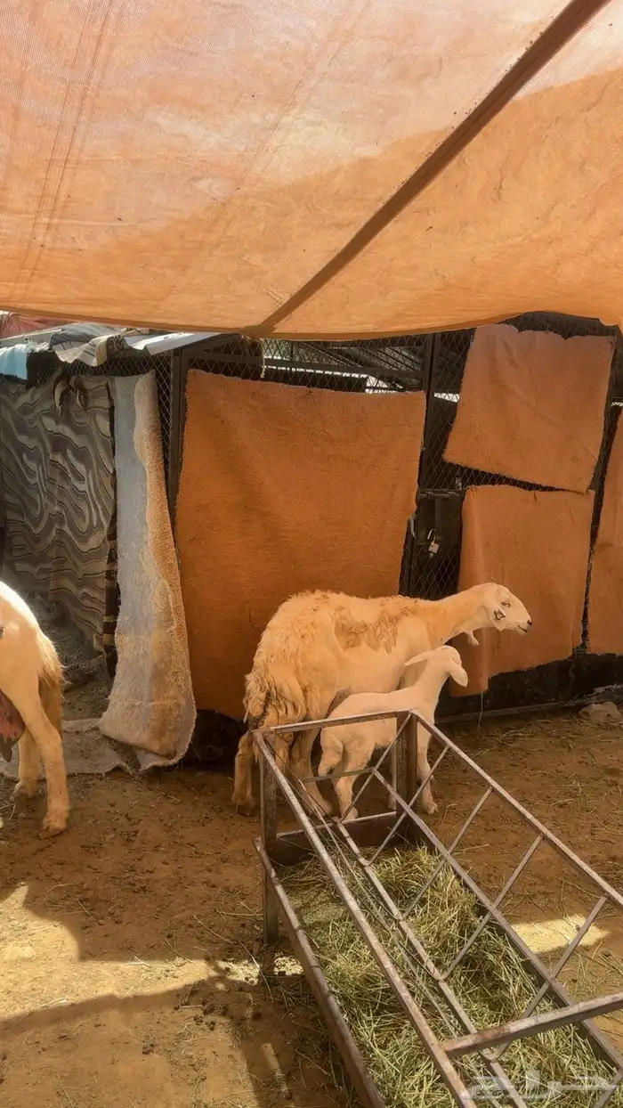 ضان مقاني حرش صنف الصنف للبيع 33